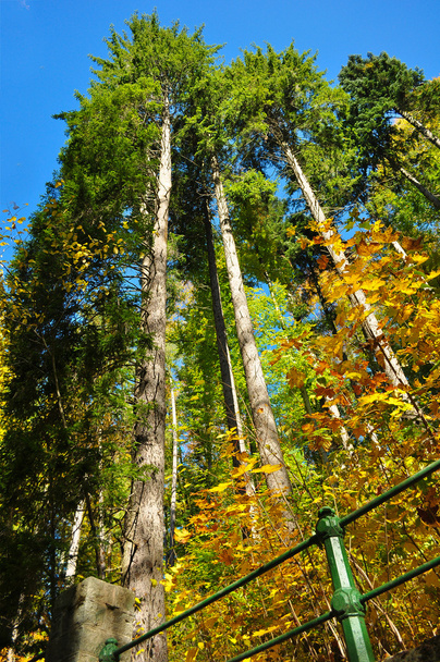 背の高い松の木 - 写真・画像