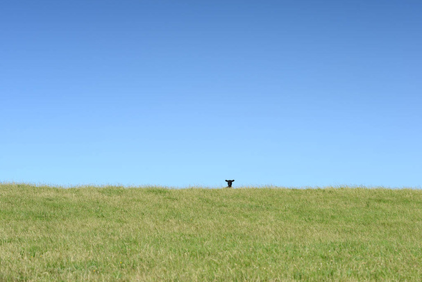 Kara koyun kafa - Fotoğraf, Görsel