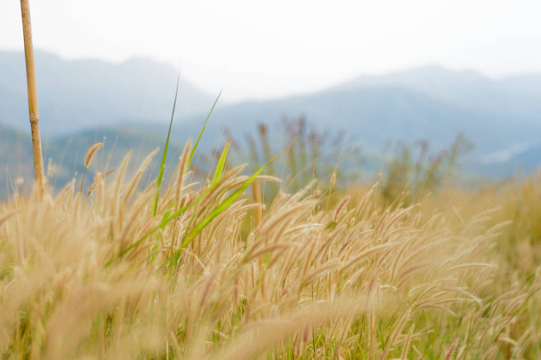 beautiful grass flower background ,selective focus - Zdjęcie, obraz