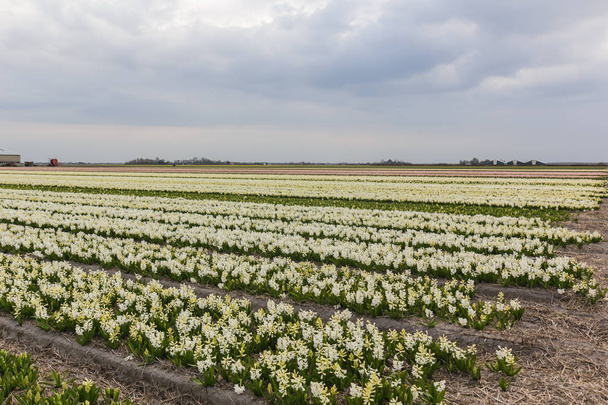 Поле з білими квітучими гіацинтами
 - Фото, зображення