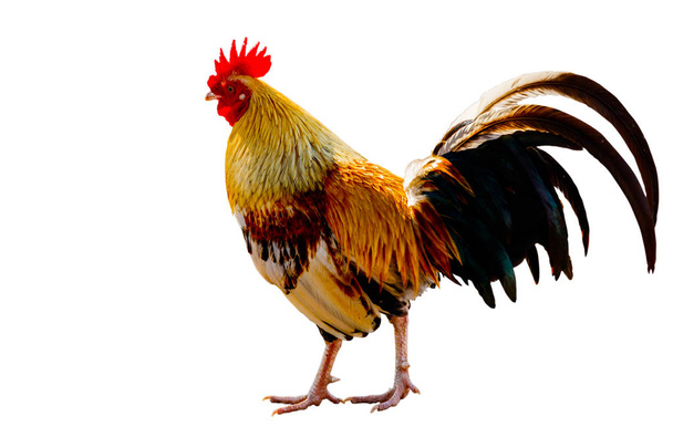 Rooster (Férfi csirke) izolálni fehér háttér nyírás pa - Fotó, kép