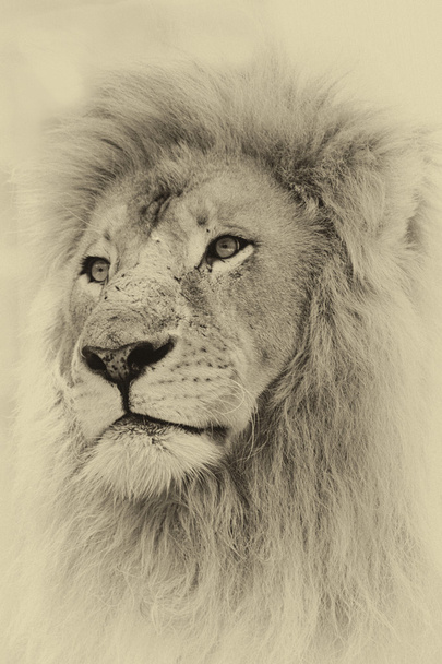 Sepia Toned Lion Face - Photo, Image