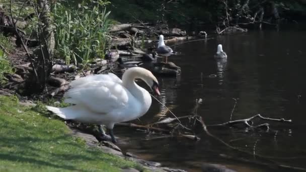 Casal de cisnes com pequenos cygnets
 - Filmagem, Vídeo