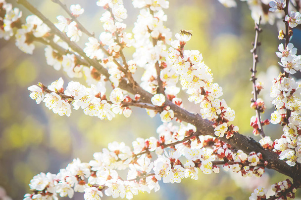 Flowering trees, white flowers in the spring. Selective focus.  - Fotó, kép