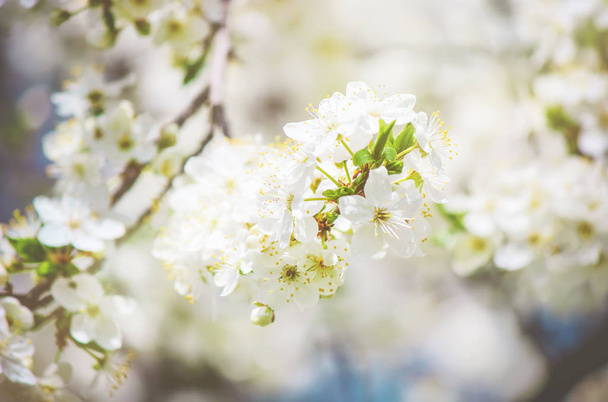 Квітучі дерева, білі квіти навесні. Вибірковий фокус
.  - Фото, зображення