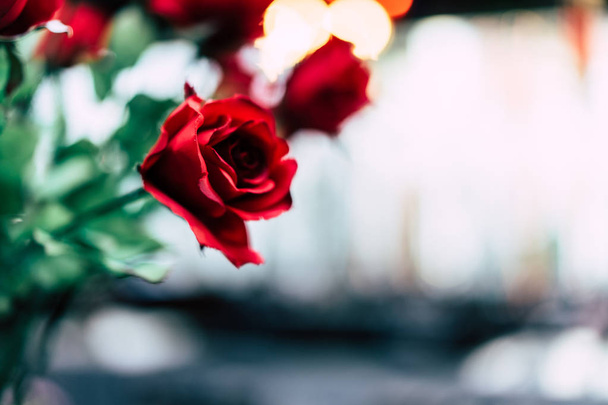 Červené růže na Valentýna. - Fotografie, Obrázek
