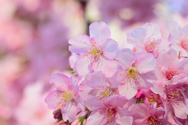 Macro texture de fleurs de cerisier rose japonais avec fond flou
 - Photo, image