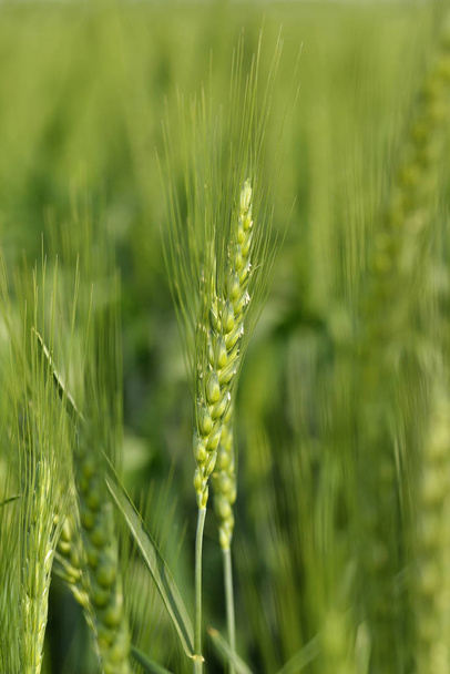 Primo piano del gambo di grano verde fresco
 - Foto, immagini