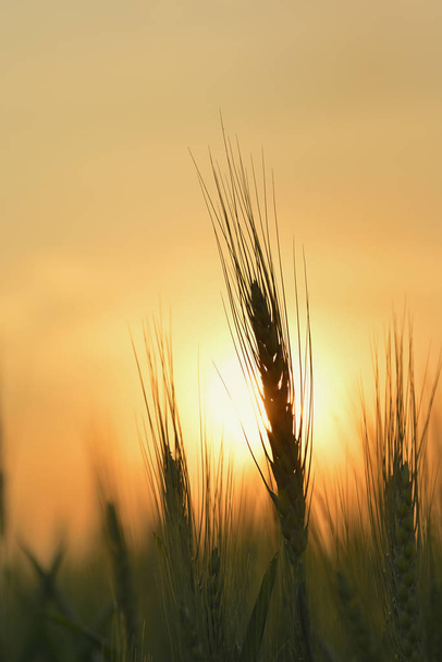silhouet van tarweveld - Foto, afbeelding