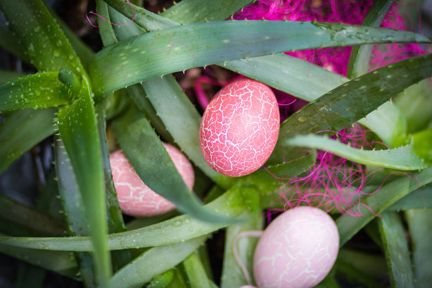 Красива композиція з трьома рожевими яйцями і алое Вера
. - Фото, зображення