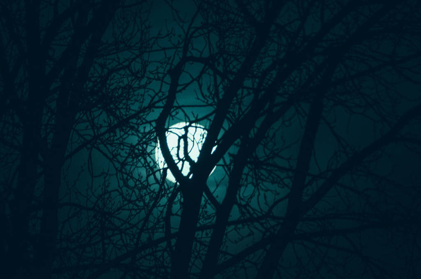 Paisaje misterioso nocturno en tonos fríos - siluetas de las ramas desnudas del árbol contra la luna llena y el cielo nocturno nublado dramático
 - Foto, imagen