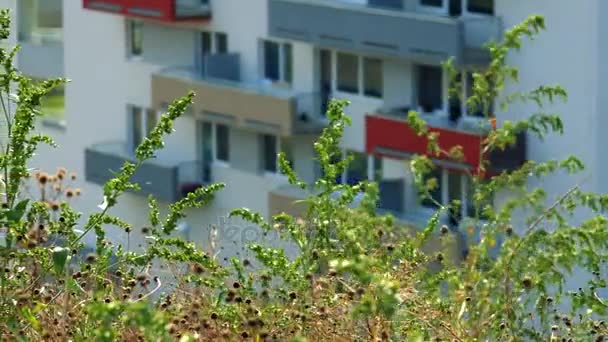 Windows and colorful balconies of an apartment building in an urban area - blurred, shrubs in the foreground in focus - Footage, Video