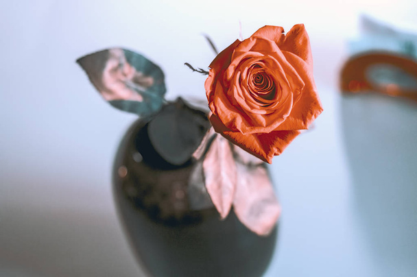 Een natte rode roos in een vaas in wazig witte achtergrond. Selectieve focus lens effecten - Foto, afbeelding