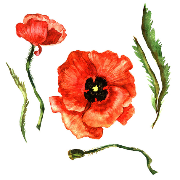 Wildflower poppy flower in a watercolor style isolated. - Photo, image