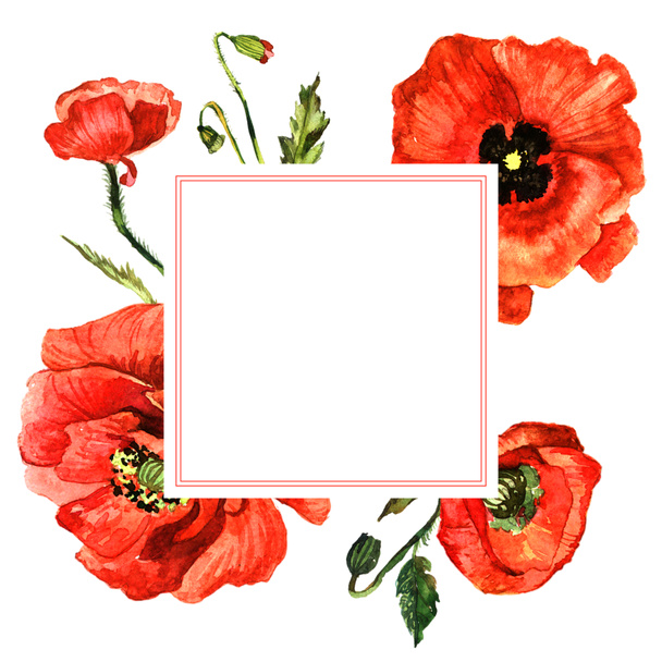 Wildflower poppy flower frame in a watercolor style isolated. - Foto, Imagem