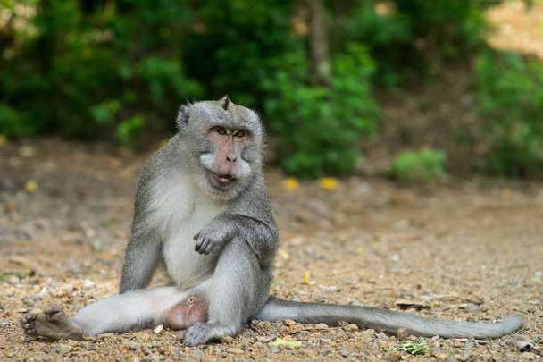 Macaco mostrando presas
 - Foto, Imagem