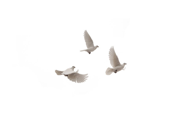 Trois colombes volantes
 - Photo, image