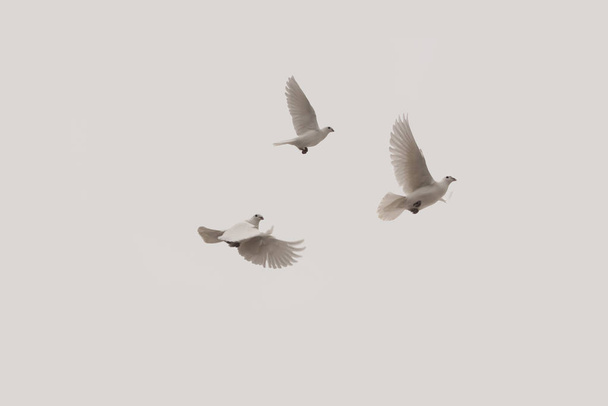 Tres palomas voladoras
 - Foto, imagen