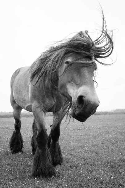 Avrupa Vahşi atlar  - Fotoğraf, Görsel