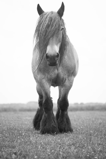 Euroopan luonnonvaraiset hevoset
  - Valokuva, kuva