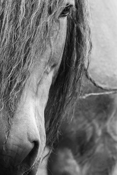 Evropské kůň venku v přírodě - Fotografie, Obrázek