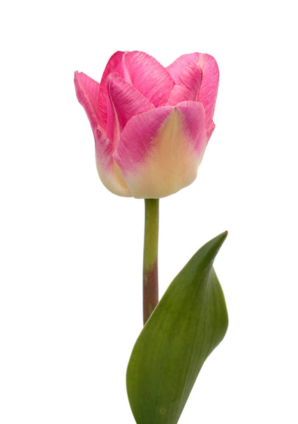 Pink tulip flower isolated on white background - Photo, Image