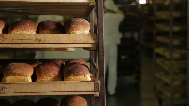 Working in a bakery - Footage, Video