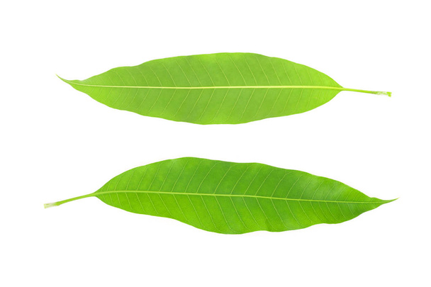 Зеленый лист манго изолированы на белом фоне. - Фото, изображение