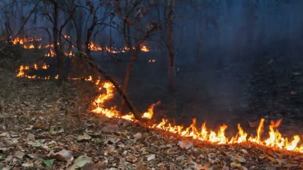 Άγρια φωτιά στο βουνό της Ταϊλάνδης, Απρόσκοπτη βροντή. (Ηχογραφημένο ) - Πλάνα, βίντεο