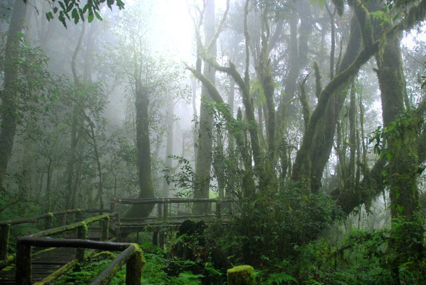 Holzweg mit Moos bedeckt in nebeligen tropischen grünen Wald, ang  - Foto, Bild