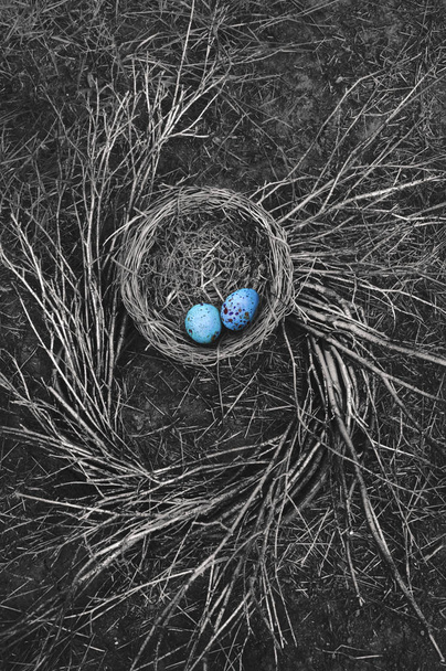 El nido de Robin en el suelo con ramitas
 - Foto, Imagen
