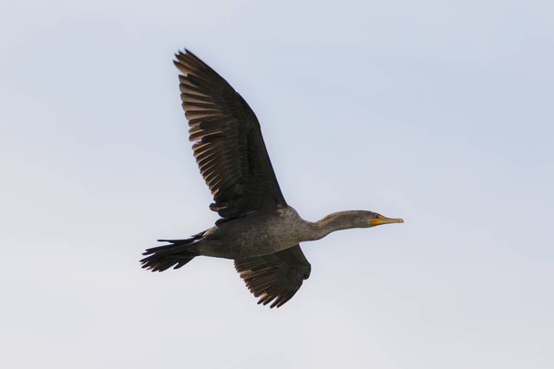 Bird cormorant flying at the Los Angeles River - Photo, Image