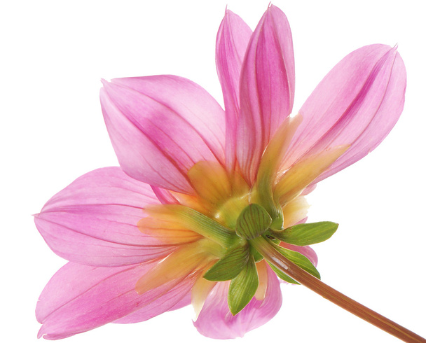 Decorative pink exotic flower - Fotó, kép