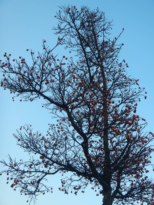 rovan 果実と葉のない木のシルエット - 写真・画像