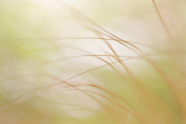 herbe morte en automne
 - Photo, image