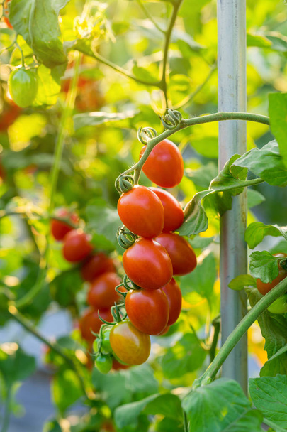 Fermer tomate rouge sur le champ de jardin
 - Photo, image