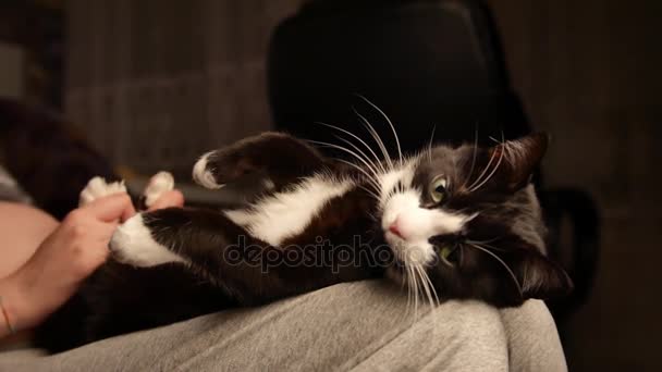 Person caressing belly of cute kitty. cat sleeping on legs while female owner caressing on hes belly. Beautiful black and white fur. - Video, Çekim