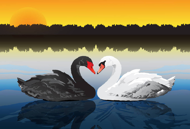 couple swan at peaceful lake - Vector, Image