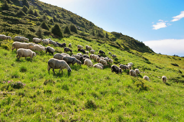 Sheep in the alpine meadows - Fotoğraf, Görsel