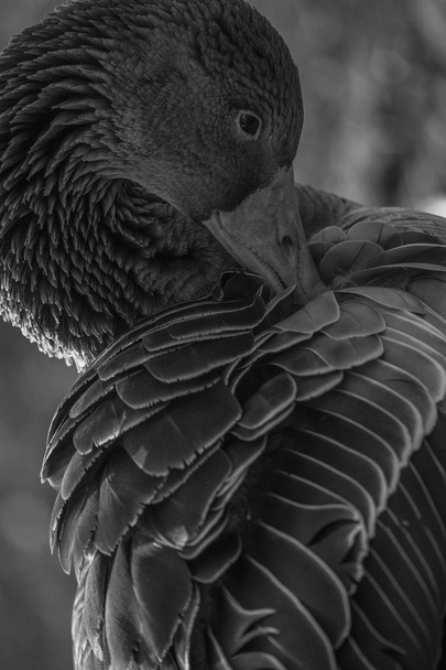 krásná labuť - Fotografie, Obrázek
