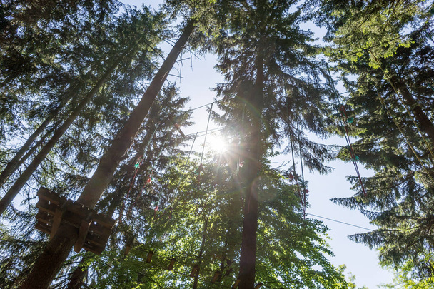 I raggi del sole brillano tra gli alberi della foresta
 - Foto, immagini
