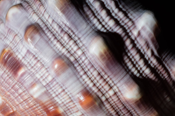 Tengeri kagyló közelsége - Fotó, kép