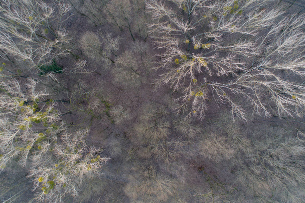 Las liściasty z dronów - Zdjęcie, obraz