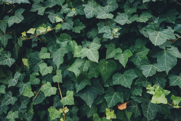 Full Frame Ivy bladeren - Foto, afbeelding
