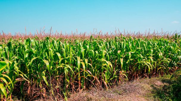 Campo de maíz y el cielo azul
 - Foto, Imagen
