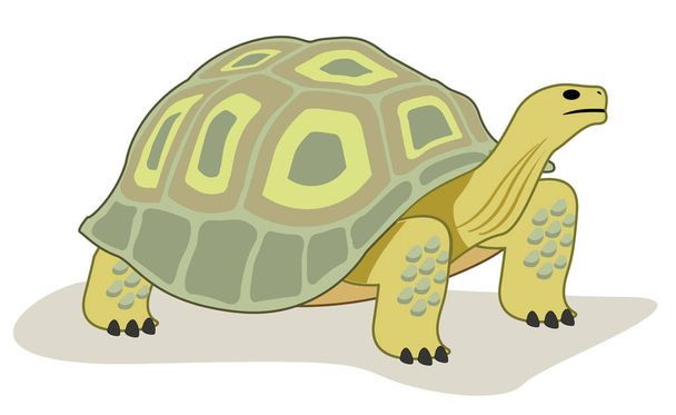 This reptile turtle animal kingdom - Вектор,изображение