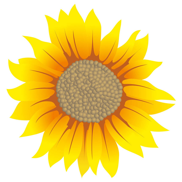 Illustration of a sunflower blossom. Ideal for decorative and natural materials - Vektor, obrázek