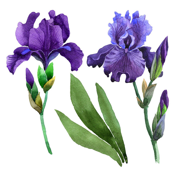 Fleurs sauvages iris fleur dans un style aquarelle isolé
. - Photo, image