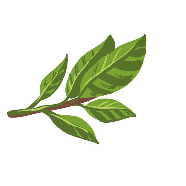Fresh laurel bay leaves on branch.  - Διάνυσμα, εικόνα