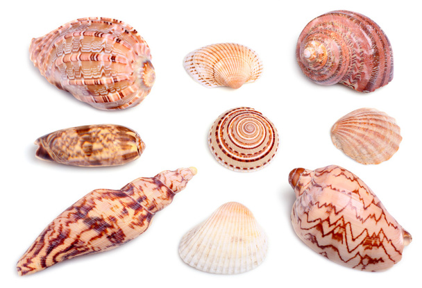 conchas marinas - Foto, imagen